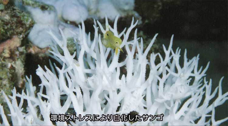 環境ストレスにより白化したサンゴ