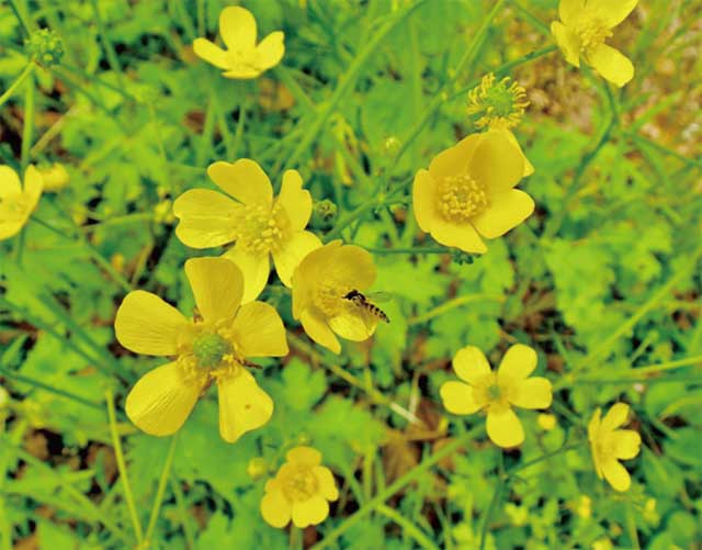 キンポウゲの花写真