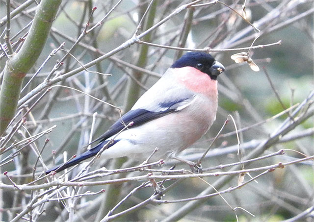 鳥写真