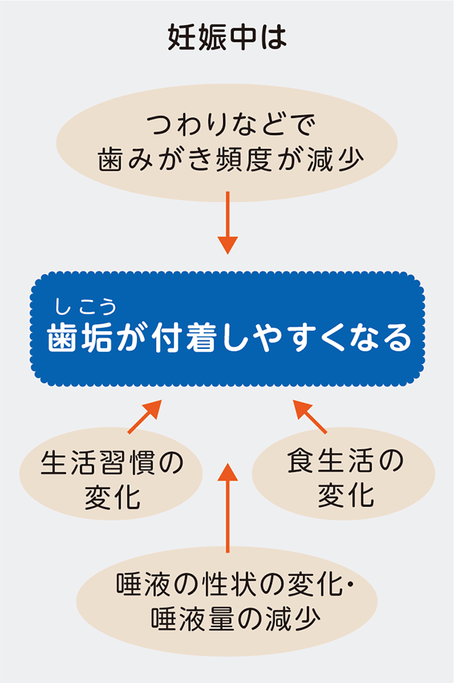 妊娠中は
↓
つわりなどで歯みがき頻度が減少
生活習慣の変化
食生活の変化
唾液の性状の変化・唾液量の減少
↓
歯垢(しこう)が付着しやすくなる