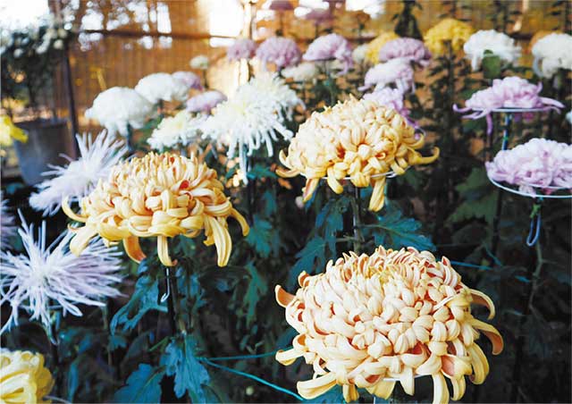 菊写真