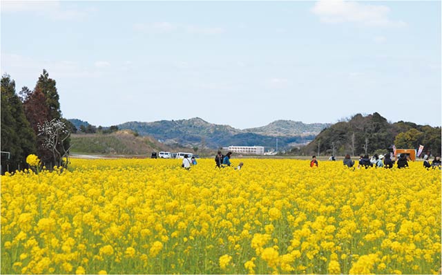 菜の花写真