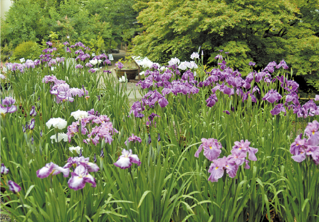 白野江植物公園の催し写真