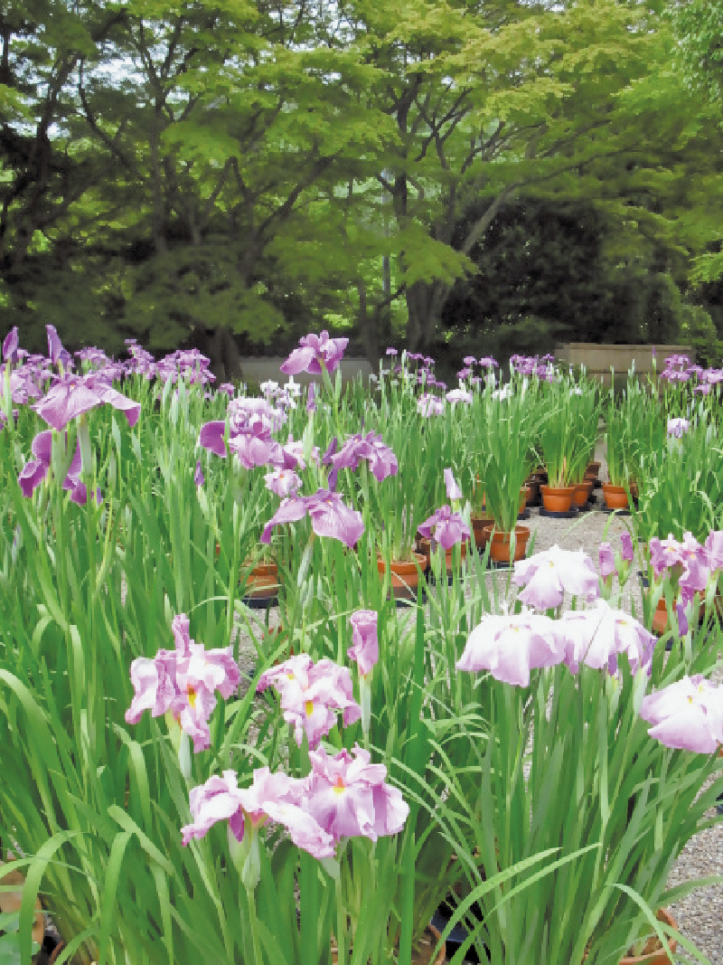 白野江植物公園のハナショウブの画像