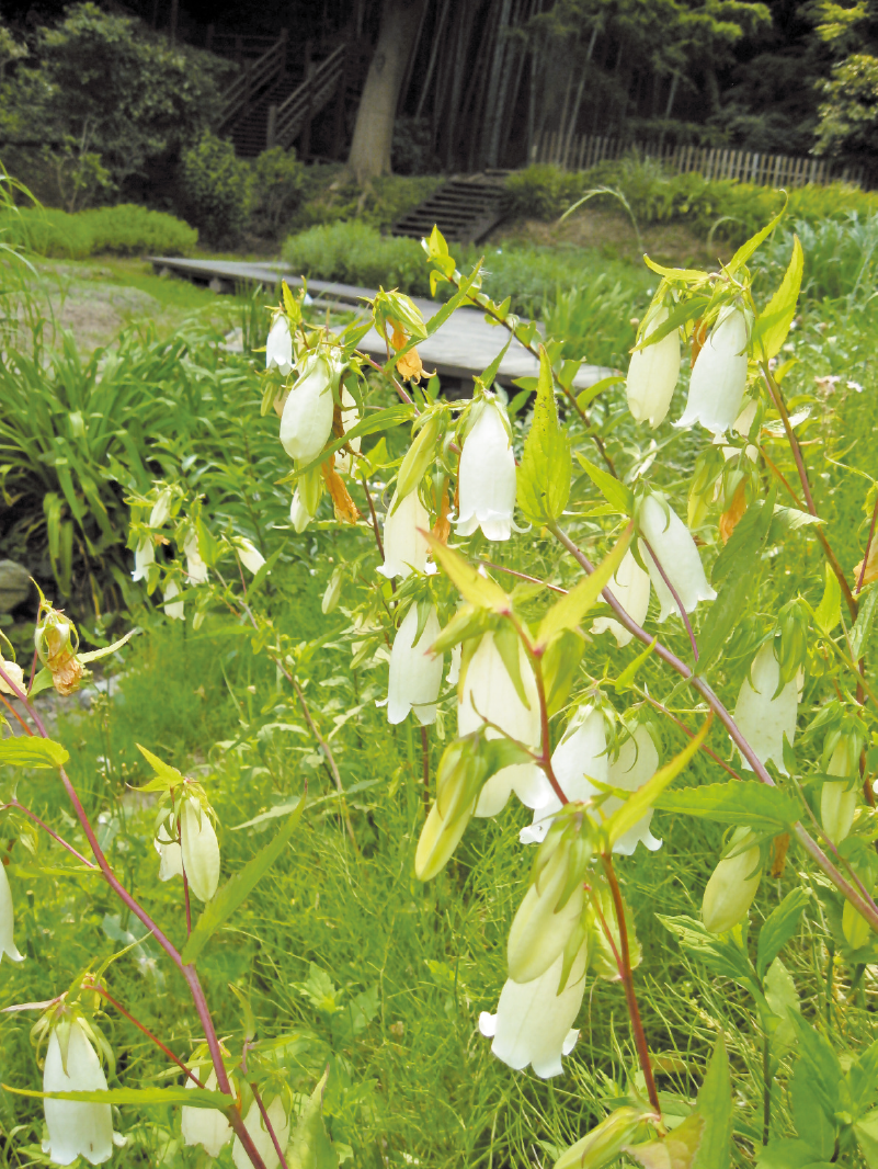 白野江植物公園のホタルブクロの画像