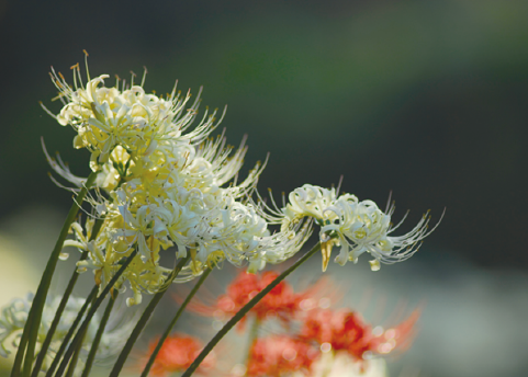 白野江植物公園花の写真