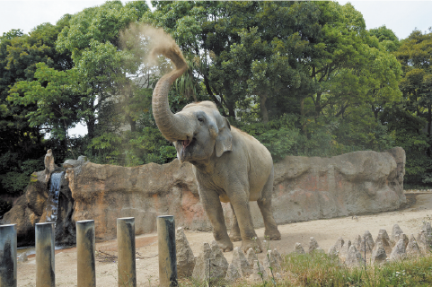 到津の森公園のゾウの写真