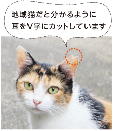 地域猫だと分かるように耳をV字にカットしています