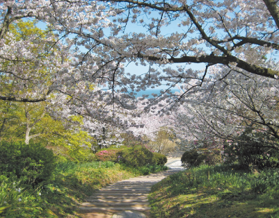 白野江植物公園さくらまつり写真