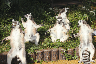 ワオキツネザルの写真