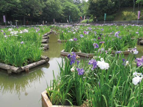 とばた菖蒲（しょうぶ）まつりの画像