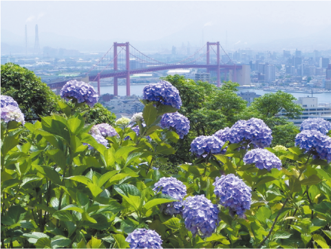 高塔山のあじさいシーズン到来の写真