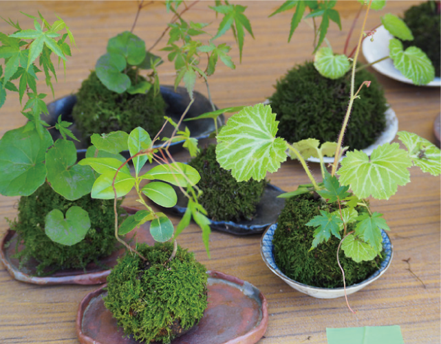 植木・花苗の写真