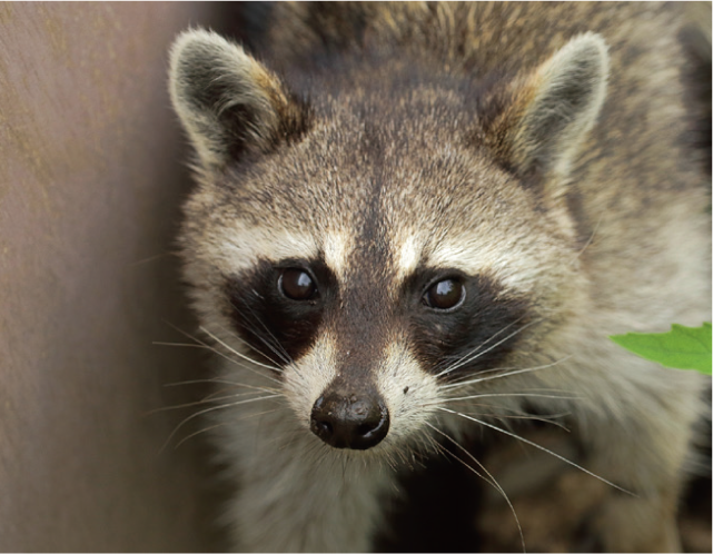 アライグマの写真