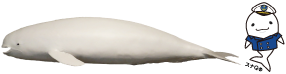 ズグロカモメの画像　スナQ 	®