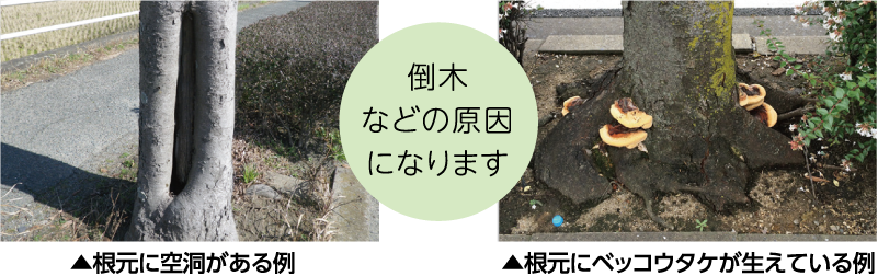 倒木などの原因になります 根元に空洞がある例と根元にベッコウタケが生えている例の画像