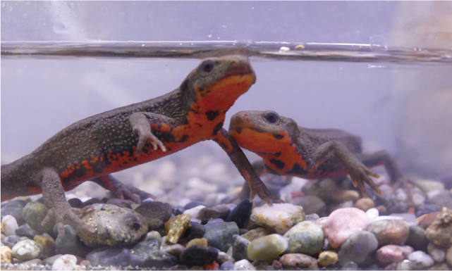 水辺の生き物の画像