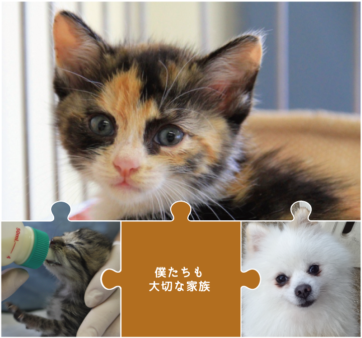僕たちも大切な家族