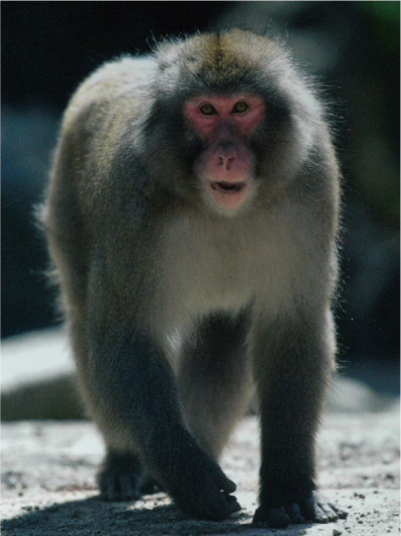 野生のサルの写真