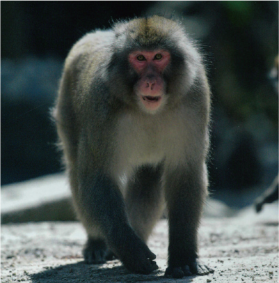 サルの写真