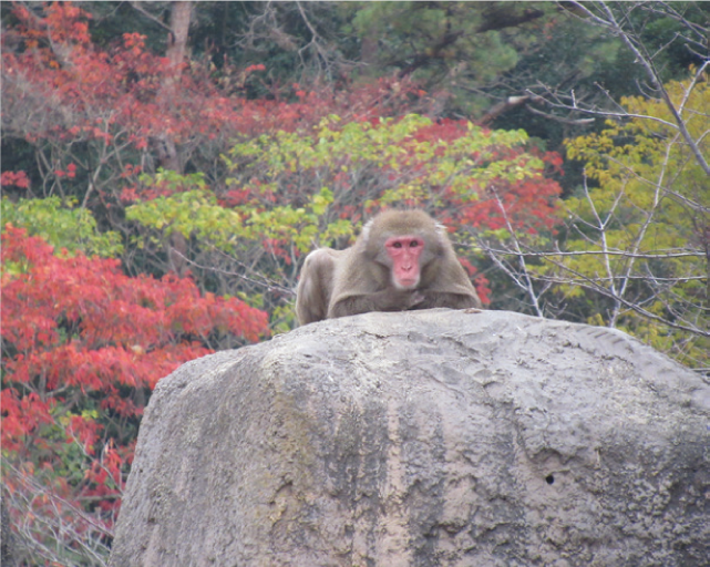 到津の森紅葉フェアの写真
