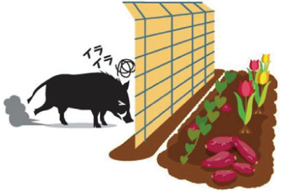 イノシシを呼び寄せない環境づくりが大切です！のイラスト