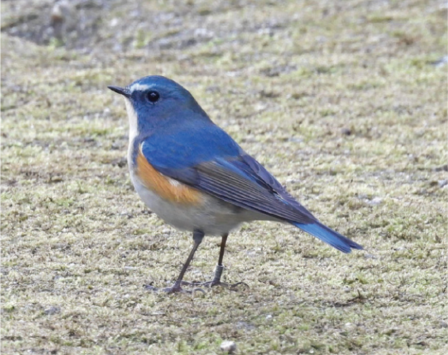 バードウォッチングの写真