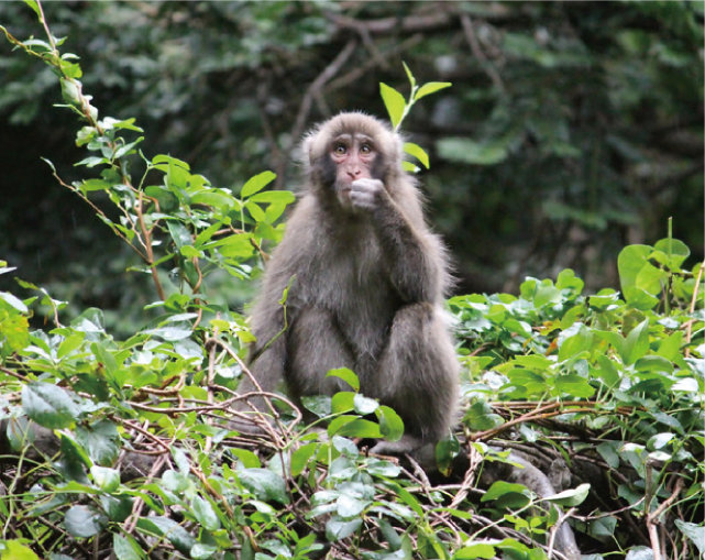 ニホンザルの写真