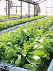 うまかろーまの栽培風景