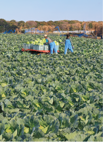 若松潮風キャベツの栽培風景