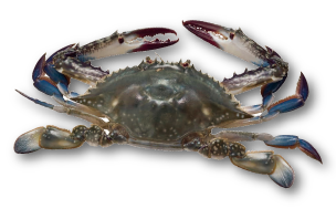 豊前本ガニの画像