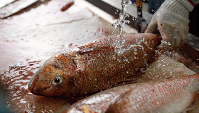 唐戸朝市の写真