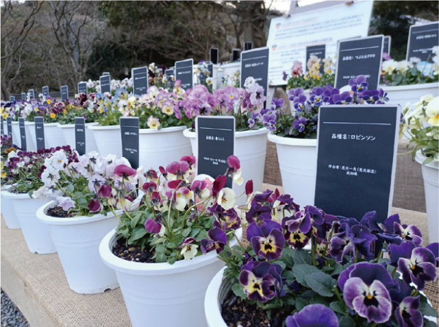 パンジー・ビオラ百花繚乱展開催の様子