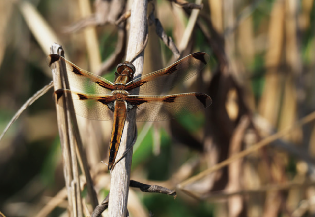 ベッコウトンボ調査の写真