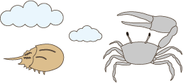 カブトガニとカニのイラスト