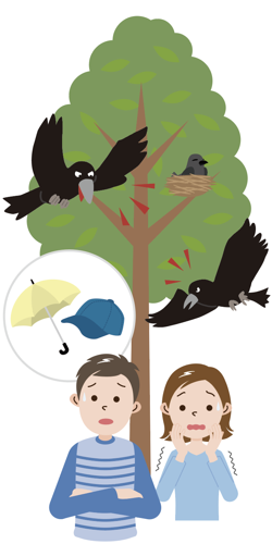 カラス被害のイラスト