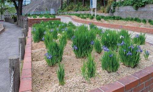 戸畑あやめまつりの様子