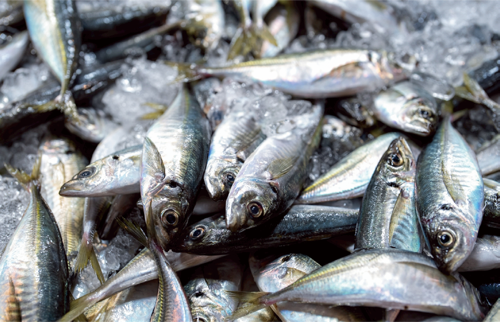 魚の画像