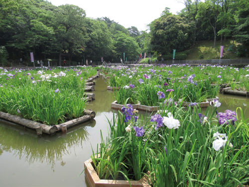 とばた菖蒲まつりの様子
