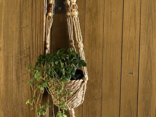 植物講座で作られた「マクラメ編みの植物ハンギング」の画像