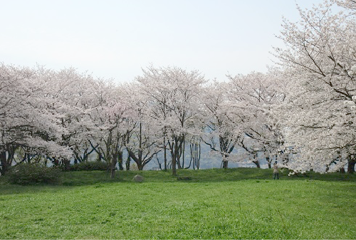 城山緑地の桜の写真