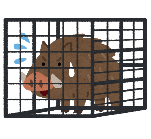 捕獲されたイノシシのイラスト