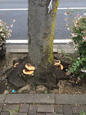 根本にキノコが発生した写真