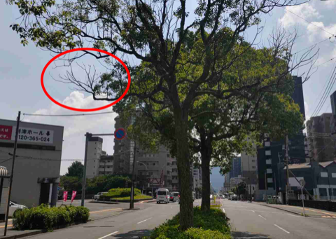 枯れた枝の写真